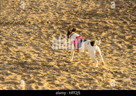 Terrier in esecuzione sulla spiaggia Boxing Day 2016 Clacton On Sea Essex Inghilterra Foto Stock
