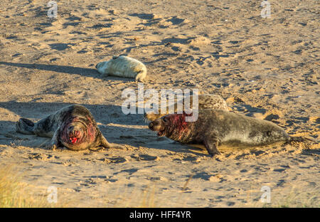 Le foche grigie a Horsey spiaggia colonia di allevamento in Norfolk, Regno Unito, dopo una lotta tra due maschi Foto Stock