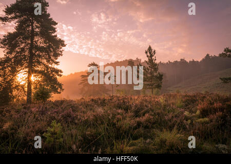 Incredibile autunno sunrise nel paesaggio di brughiera nel Surrey Hills Area di straordinaria bellezza naturale, UK. Un bel giorno nella campagna inglese. Foto Stock