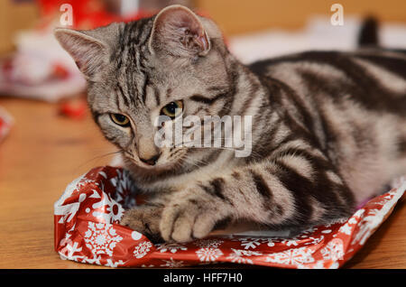 Un gattino maschio Tabby/Bengala di 6 mesi che apre i suoi regali di Natale. Animali domestici al coperto Foto Stock