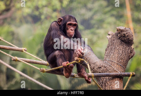 Baby scimpanzé giocando con allegata una corda in Kolkata zoo. Foto Stock