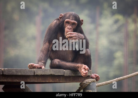 Baby scimpanzé con un espressione pensosa allo zoo in Kolkata, India. Foto Stock