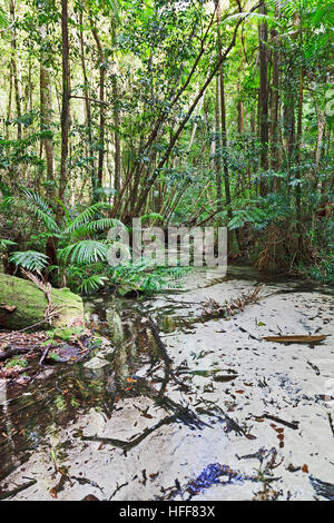 Remote clearn acqua fresca creek vicino stazione centrale sulla sabbia Fraser Island in Australia. Lussureggiante flora sempreverde della foresta pluviale australiana. Foto Stock
