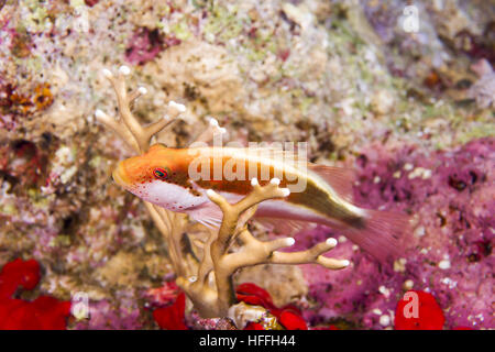 Nero-sided hawkfish, Blackside Hawkfish, Freckled hawkfish o Forster's hawkfish (Paracirrhites forsteri) Mare Rosso, Sharm El Sheikh, la penisola del Sinai, Foto Stock