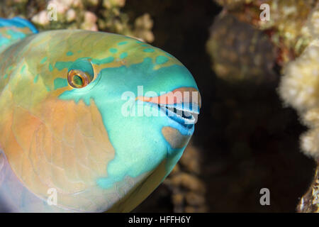 Ritratto di pesci pappagallo a margherita o pesci pappagallo Bullethead (Chlorurus sordidus) è dormire su di una scogliera di corallo, immersioni notturne, Mar Rosso, Sharm El Sheikh, Il Sinai Foto Stock
