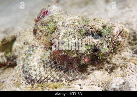 Ritratto di falso pesce pietra o diavolo scorfani (Scorpaenopsis diabolus) Mare Rosso, Sharm El Sheikh, Sinai, Egitto Foto Stock