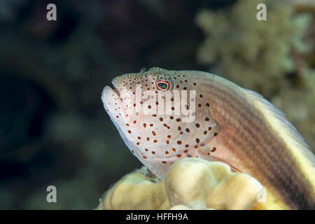 Ritratto di black-sided hawkfish, Freckled hawkfish o Forster's hawkfish (Paracirrhites forsteri) poggia su di una scogliera di corallo, Mar Rosso, Dahab, Sinai Penins Foto Stock