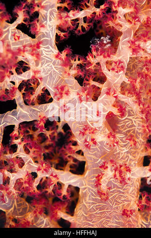 Close-up - soft coral (Dendronephthya hemprichi) Mare Rosso, Sharm El Sheikh, Sinai, Egitto Foto Stock