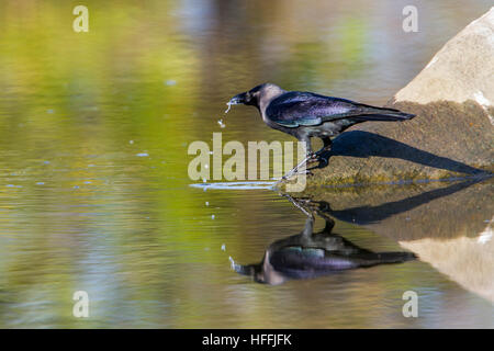 Casa crow iin Arugam Bay Lagoon, Sri Lanka ; specie Corvus splendens famiglia di Corvidae Foto Stock