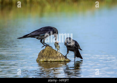 Casa crow iin Arugam Bay Lagoon, Sri Lanka ; specie Corvus splendens famiglia di Corvidae Foto Stock