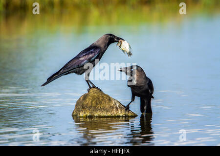 Casa crow iin Arugam Bay Lagoon, Sri Lanka ; specie Corvus splendens famiglia di Corvidae Foto Stock