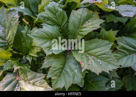 Closeup colpo di grande e lussureggiante verde delle foglie. Foto Stock