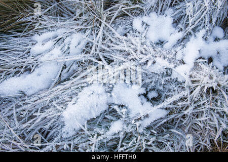 Inverno trasformata per forte gradiente la brina e il ghiaccio su erba lunga in Scottish Borders. Scozia Foto Stock