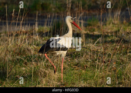 Stork passeggiate orgogliosamente cercando rane Foto Stock