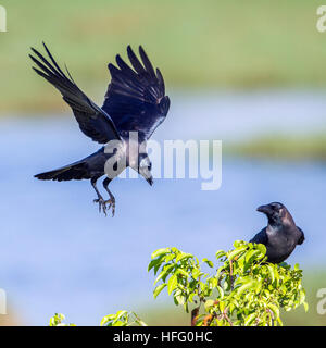 Casa crow in Arugam Bay Lagoon, Sri Lanka ; specie Corvus splendens famiglia di Corvidae Foto Stock