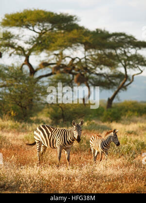 Le pianure Zebra (Equus quagga), con il giovane animale, acacie nel retro, Tsavo West National Park, Taita-Taveta County, Kenya Foto Stock