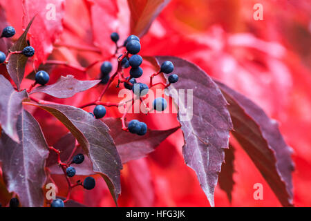 Virginia superriduttore Parthenocissus quinquefolia rosso foglie bacche Foto Stock