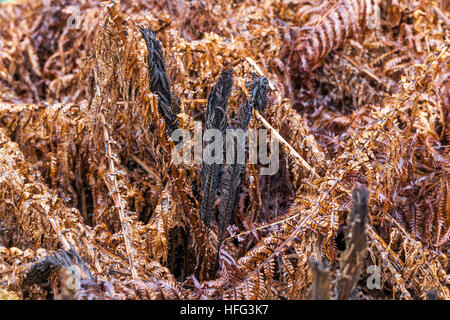 Matteuccia struthiopteris, struzzo cozza felce autunno foglie cozza felce autunno Foto Stock