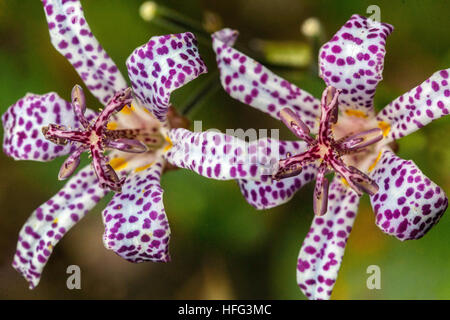 Tricyrtis hirta, il rospo lily, o il rospo pelose lily Foto Stock