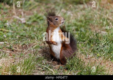 Scoiattolo rosso Sciurus vulgaris, adulti in piedi su erba, Auvergne in Francia Foto Stock
