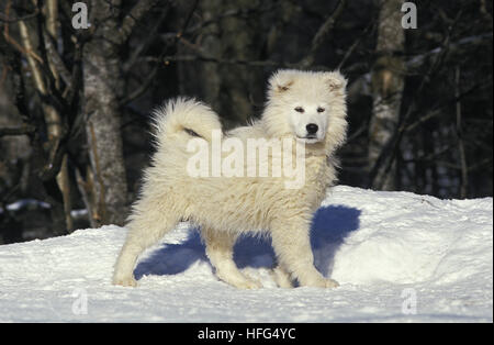 Samoyede cane, Pup permanente sulla neve Foto Stock