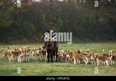 La caccia alla volpe con confezione di Poitevin cani e grande anglo-francese Hounds Foto Stock