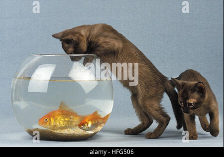 Zibeline birmano gattino domestico e Goldfishes, Carassius auratus Foto Stock