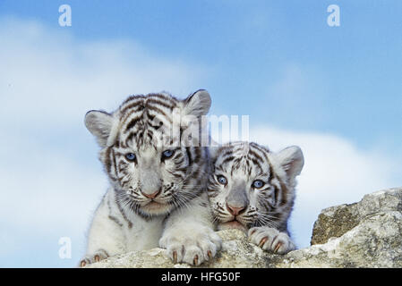La Tigre Bianca, panthera tigri, Cub Foto Stock
