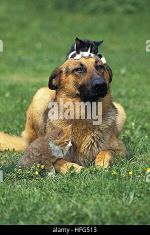 Pastore Tedesco, cane adulto con gattini Foto Stock