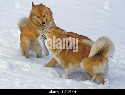 Islanda cane o Sheepdog islandese, Adulti giocando sulla neve Foto Stock