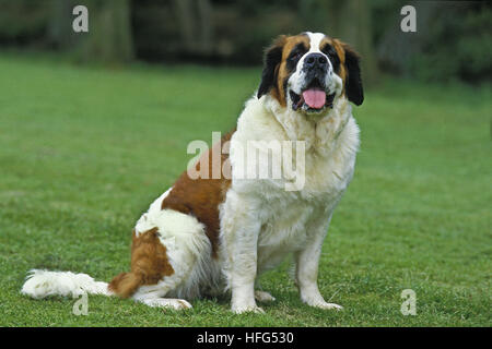 San Bernardo, cane di salvataggio Foto Stock