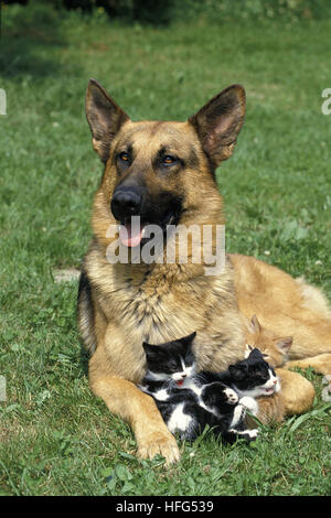 Pastore Tedesco, cane adulto con gattini Foto Stock