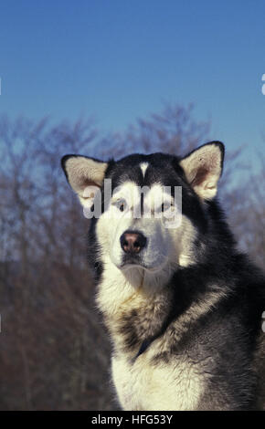 Alaskan Malamute Cane, Ritratto di adulto Foto Stock