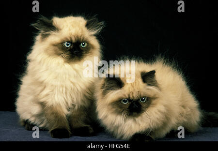 Persiano Colorpoint gatto domestico, gattini su sfondo nero Foto Stock