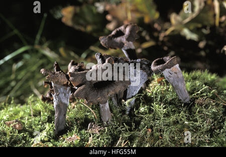 Corno dell'Abbondanza, funghi Craterellus cornucopioides, i funghi commestibili Foto Stock