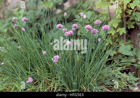 Fioritura di erba cipollina Allium schoenoprasum Foto Stock