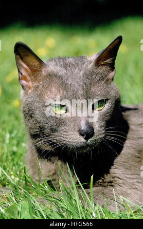 Ritratto di Korat Gatto domestico Foto Stock