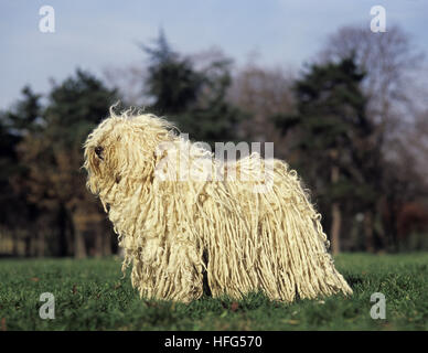 Puli ungherese cane adulto, in piedi su un prato Foto Stock