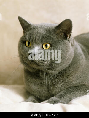 Blue British Shorthair gatto domestico, Ritratto di adulto Foto Stock