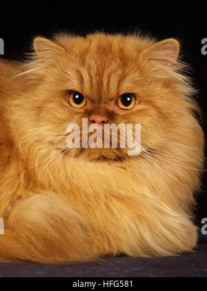 Rosso persiano Self gatto domestico posa su sfondo nero Foto Stock