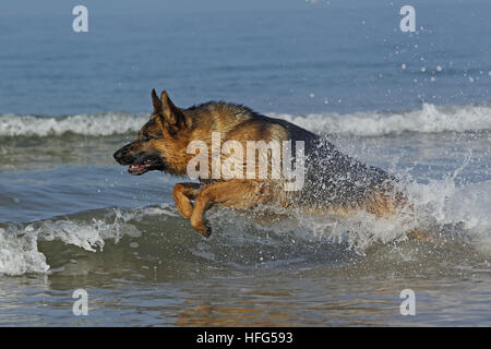 Pastore Tedesco, maschio giocando in onde, spiaggia in Normandia Foto Stock