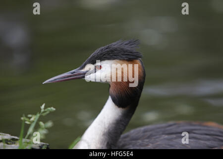 Svasso maggiore, Podiceps cristatus, adulto, Pirenei nel sud della Francia Foto Stock