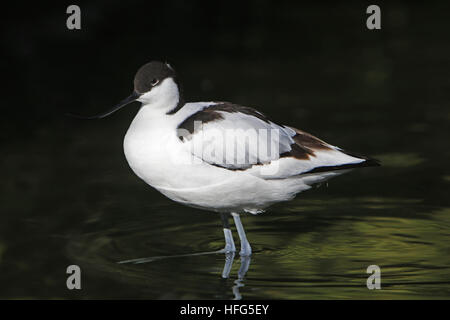 Stilt Black-Winged, Himantopus himantopus, adulti aventi bagno, Pirenei nel sud della Francia Foto Stock