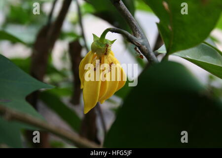 Cananga odorata e ant Foto Stock