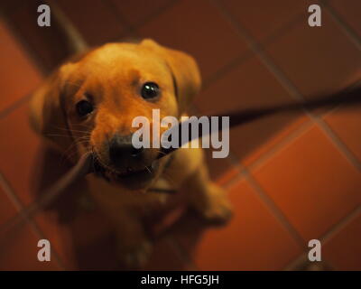 Cucciolo di giocare con Cinturino Pelle Foto Stock