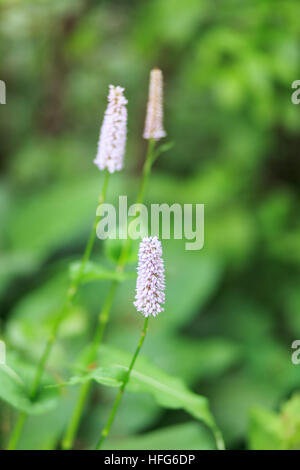 Fiori di colore rosa di agnello, coda, Ptilotus Mulla-mulla 'Joey' giardino in primavera Foto Stock