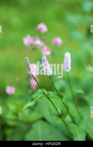 Fiori di colore rosa di agnello, coda, Ptilotus Mulla-mulla 'Joey' giardino in primavera Foto Stock