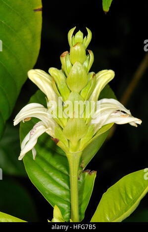 Fiori di Justicia adhatoda, Malabaresi dado, Turo del Putget park, Barcellona, in Catalogna, Spagna Foto Stock