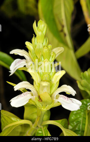 Fiori di Justicia adhatoda, Malabaresi dado, Turo del Putget park, Barcellona, in Catalogna, Spagna Foto Stock