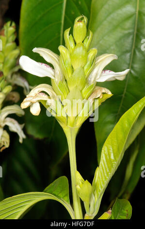 Fiori di Justicia adhatoda, Malabaresi dado, Turo del Putget park, Barcellona, in Catalogna, Spagna Foto Stock